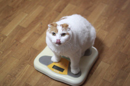 the cat weigh oneself
